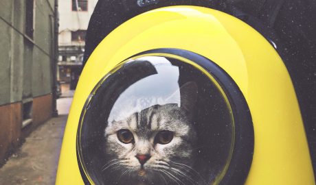 Transporter dla kota - jak wybrać odpowiednią przestrzeń dla swojego pupila?