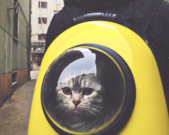 Transporter dla kota - jak wybrać odpowiednią przestrzeń dla swojego pupila?